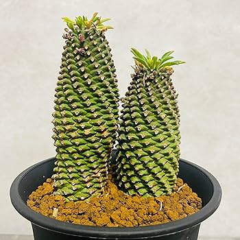 【現品】ユーフォルビア・ソテツキリン　6号　白鉢　（1） 楽天市場】【数量限定販売】多肉植物 小鉢 ユーフォルビア